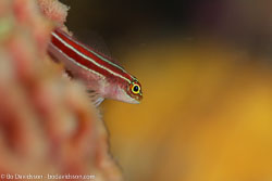 BD-111124-Raja-Ampat-5264-Helcogramma-striata.-Hansen.-1986-[Tropical-striped-triplefin].jpg